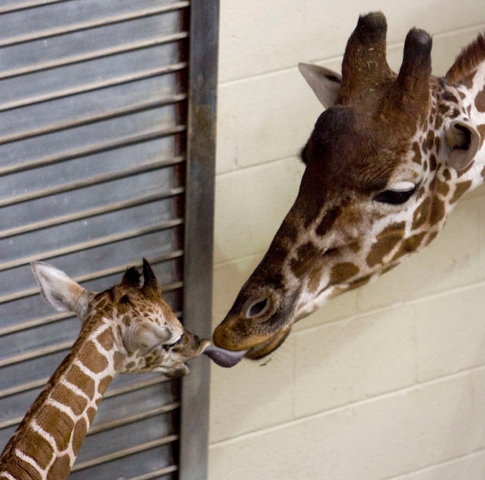 (Steve Griffin | The Salt Lake Tribune) The new baby giraffe gets a lick from his father, Riley, inside his enclosure at the Hogle Zoo in Salt Lake City on Thursday, Dec. 6, 2007.