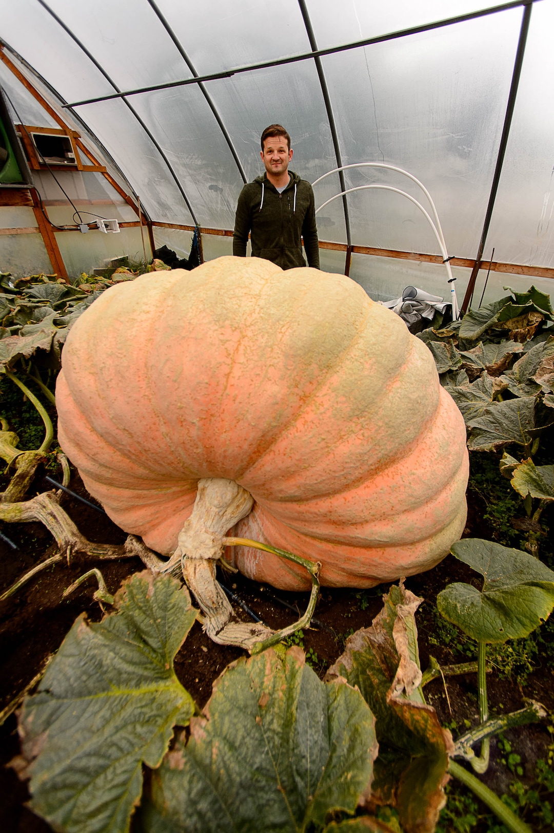 Matt McConkie has grown a nearly 2000 lb pumpkin(Trent Nelson | The Salt Lake Tribune)  Matt McConkie, shown in Washington Terrace, Tuesday, Sept. 19, 2017, will transport his nearly 2,000-pound pumpkin from South Ogden to Lehi for a weigh-in this weekend. "I’ll put it on a flatbed trailer and drive it down I-15, real nice and slow," he said. "You get some great looks from people while you’re rolling down the road.”