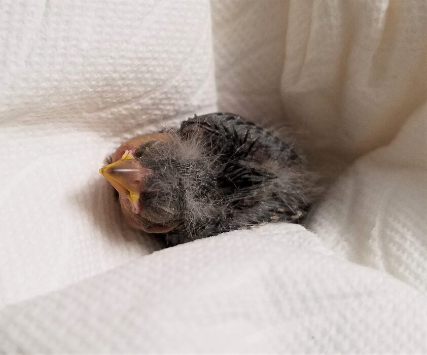 (Courtesy of Wildlife Rehabilitation Center of Northern Utah) The Wildlife Rehabilitation Center of Northern Utah is helping to nurse a lesser goldfinch back to a better life after it fell from a tree and was injured June 29, 2019. A group of people that saw the bird get injured called an Uber to take it to the rehab center.