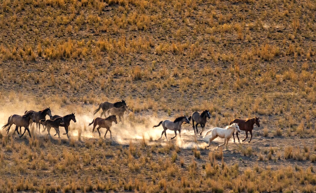 (Rick Egan | The Salt Lake Tribune) A helicopter rounds up wild horses in the Onaqui Herd Management Area wild horse gather on Wednesday, July 14, 2021.