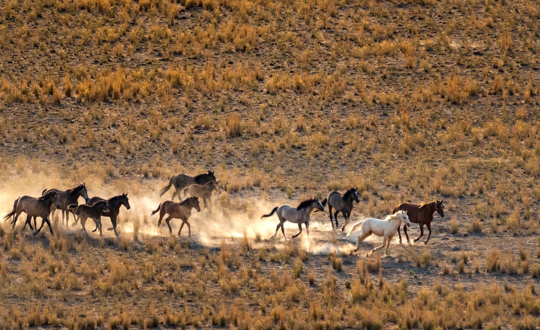 (Rick Egan | The Salt Lake Tribune) A helicopter rounds up wild horses in the Onaqui Herd Management Area wild horse gather on Wednesday, July 14, 2021.