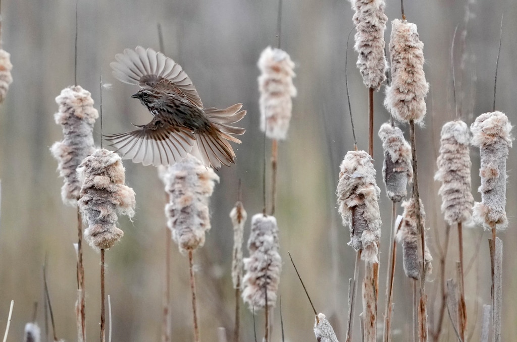 (Francisco Kjolseth  |  The Salt Lake Tribune) A song sparrow flies amongst the cattails at the Great Salt Lake Shorelands Preserve near Layton on Thursday, May 9, 2024.