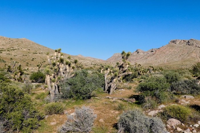 Erin Ablerty  |  The Salt Lake Tribune


The northernmost grove of Joshua trees in the United States is in Joshua Tree National Natural Landmark south of Shivwits. April 2, 2017.