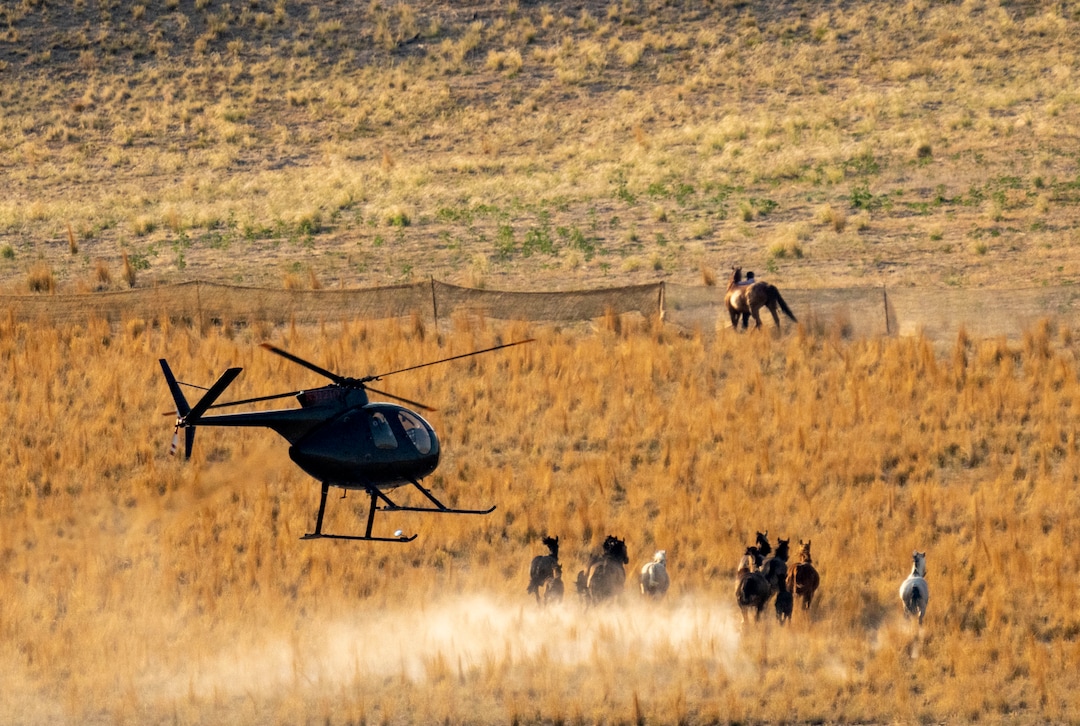 (Rick Egan | The Salt Lake Tribune) A helicopter rounds up wild horses in the Onaqui Herd Management Area wild horse gather on Wednesday, July 14, 2021.