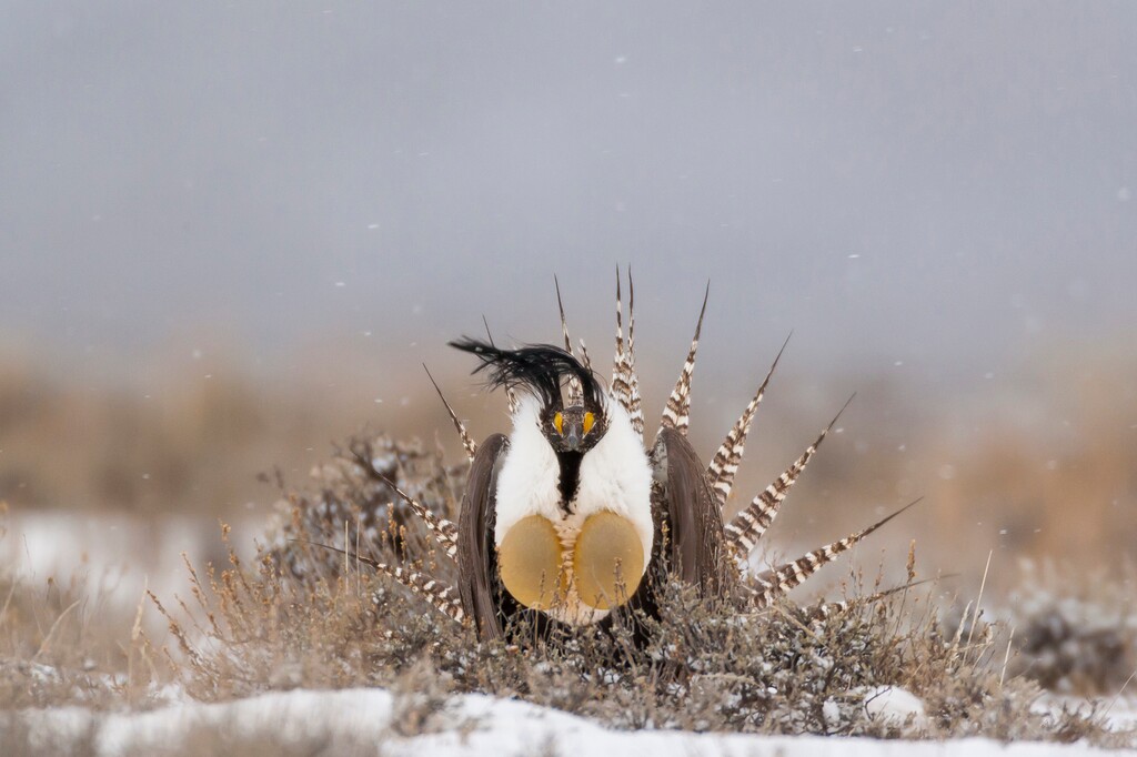 | Courtesy Noppadol PaothongWildlife photographer Noppadol Paothong has devoted much of his career to documenting various species of grassland grouse, whose populations have been in decline across the West and Midwest. Some species, famous for their mating rituals, are candidates for federal protection under the Endangered Species Act. Gunnison sage grouse, pictured here, inhabit a small slice of southeast Utah and southwest Colorado.