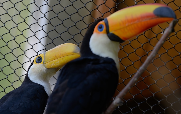 (Francisco Kjolseth  |  The Salt Lake Tribune)  Tracy Aviary has a variety of new birds, including three new baby Chilean Flamingos and a baby Toco Toucan, who's additional colors will come in as it ages. The Toco Toucan is the first the first ever to hatch at the aviary, after an incubation period of 19 days and an additional 50 days in a nest log till all of its feathers came in as seen on Tuesday, Aug. 14, 2018. 