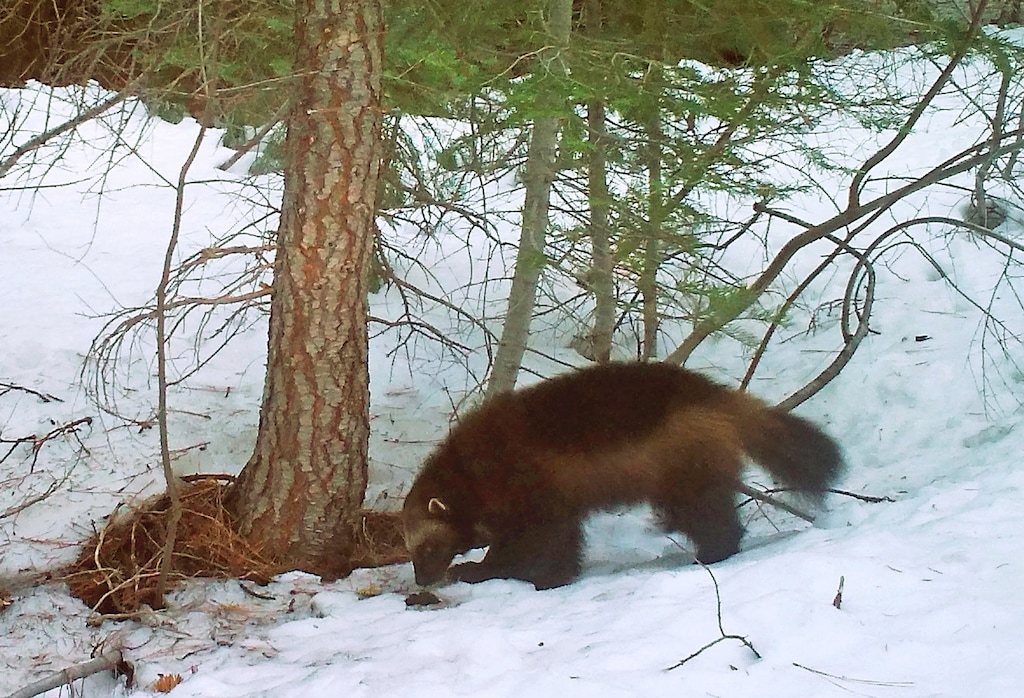 (Chris Stermer | California Department of Fish and Wildlife | AP) This on Feb. 27, 2016, file photo provided by the California Department of Fish and Wildlife, from a remote camera set by biologist Chris Stermer, shows a mountain wolverine in the Tahoe National Forest near Truckee, Calif., a rare sighting of the predator in the state. U.S. wildlife officials are withdrawing proposed protections for the snow-loving wolverine after determining the rare and elusive predator is not as threatened by climate change as once thought.