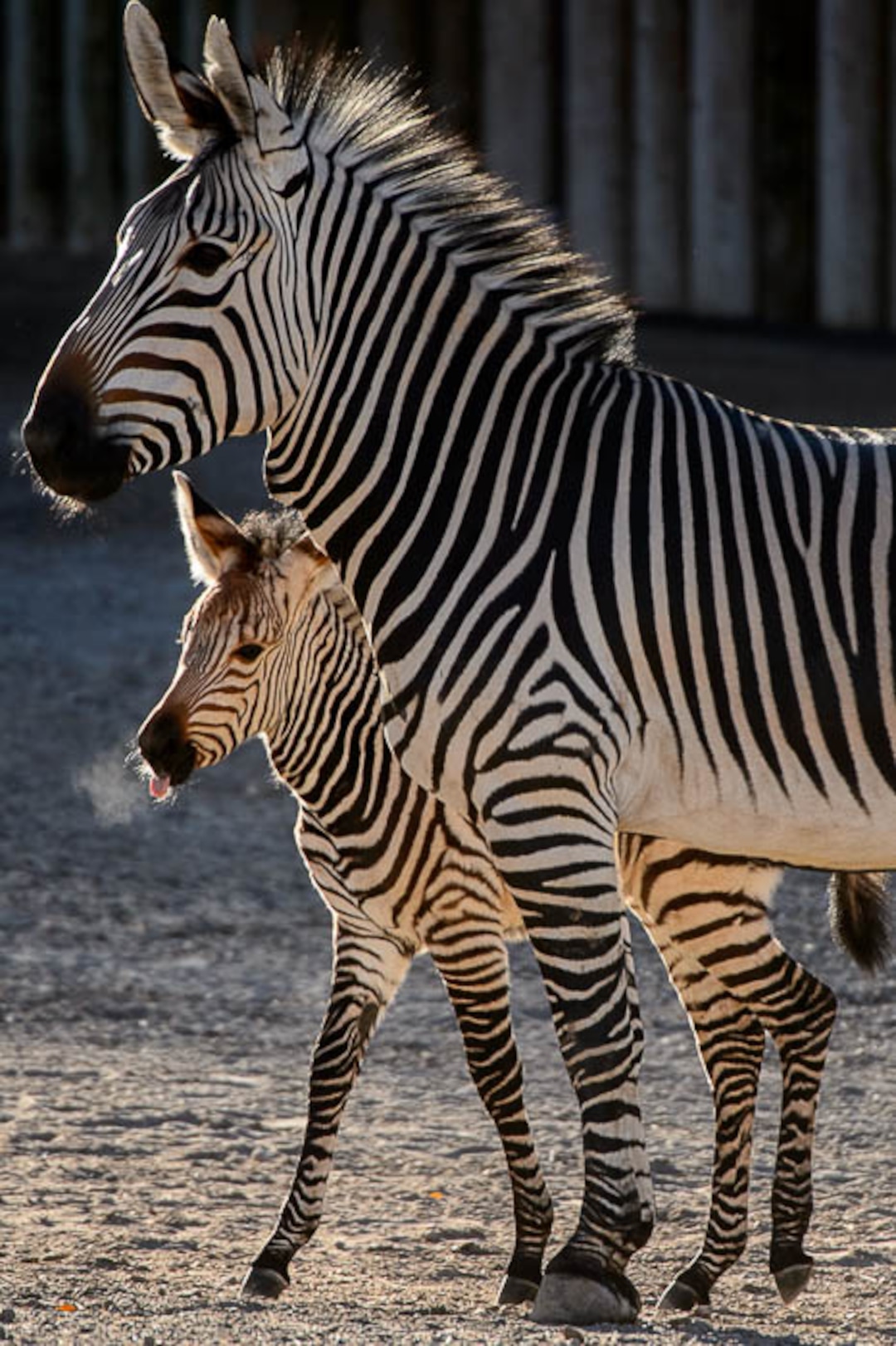 (Trent Nelson | The Salt Lake Tribune)  Clementine, left, a baby zebra born Oct. 23, with her mother, Zoe, at Utah's Hogle Zoo, Tuesday Oct. 30, 2018.