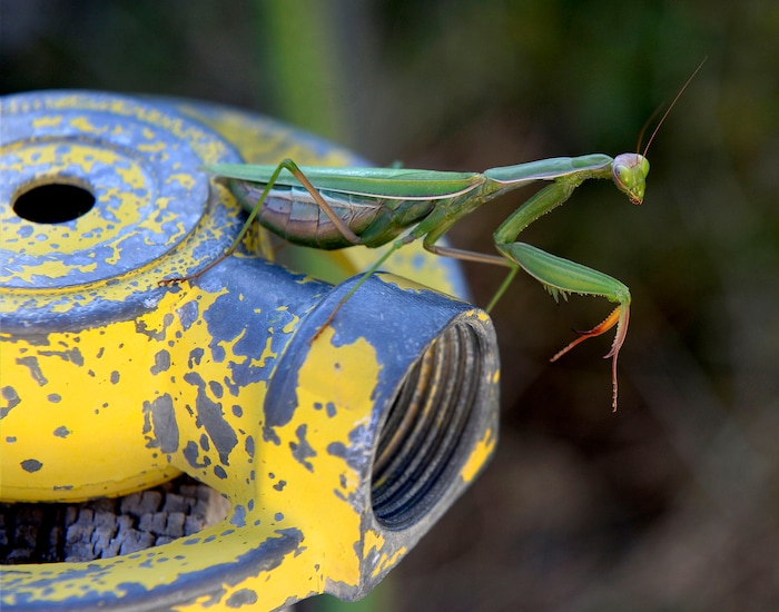(Al Hartmann  |  The Salt Lake Tribune) 	Praying Mantis perches on water sprinkler in a Sugarhouse backyard Monday Oct. 9 during it's last weeks of life.  They lay their eggs in the Fall before the hard frosts but don't survive the winter. 