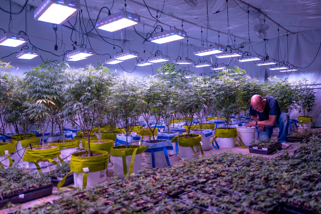 (Trent Nelson  |  The Salt Lake Tribune)  
Keith Keyser, founder of Moon Lake Farms, working with hemp seedlings in North Salt Lake on Friday July 12, 2019.