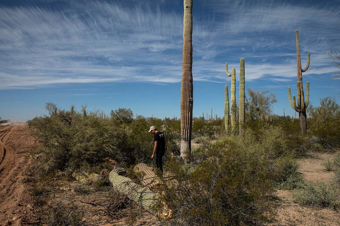 (Adriana Zehbrauskas | The New York Times)  Laiken Jordahl, a former National Park Service employee, in the Organ Pipe Cactus National Monument where a wall is being built along the Arizona-Mexico border near Lukeville, Ariz. Feb. 19, 2020. “It’s painfully obvious that we’re destroying what this place was established to protect,” said Jordahl.