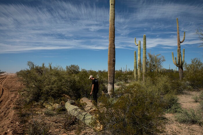(Adriana Zehbrauskas | The New York Times) Laiken Jordahl, a former National Park Service employee, in the Organ Pipe Cactus National Monument where a wall is being built along the Arizona-Mexico border near Lukeville, Ariz. Feb. 19, 2020. “It’s painfully obvious that we’re destroying what this place was established to protect,” said Jordahl.