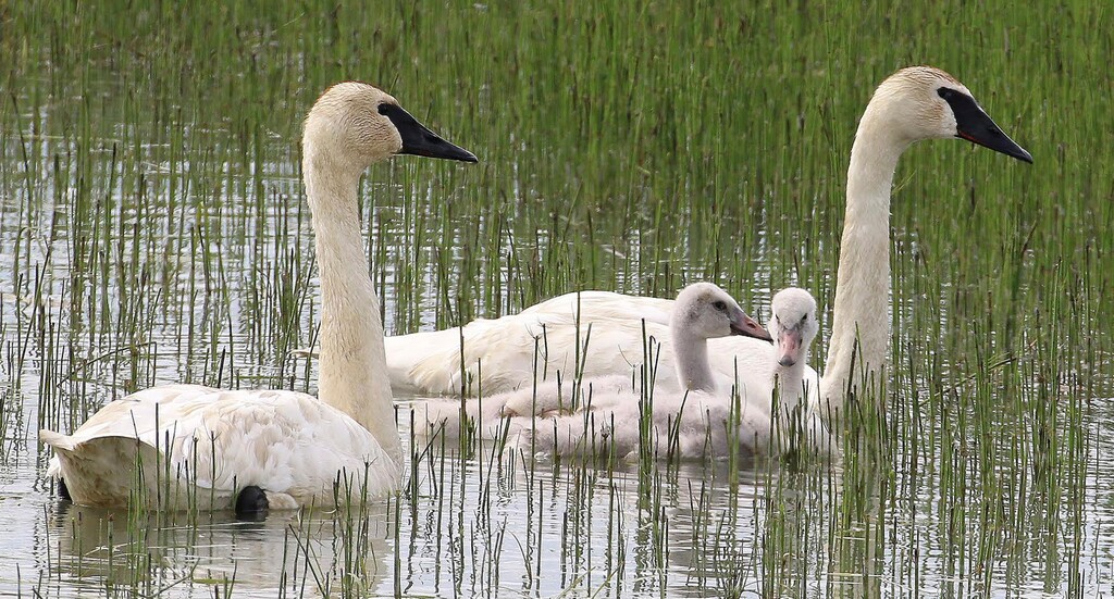 (Phil Douglass, Utah Division of Wildlife Resources) Trumpeter swans.