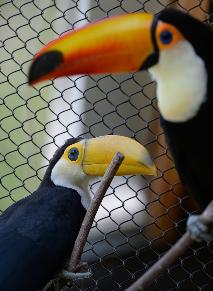 (Francisco Kjolseth  |  The Salt Lake Tribune)  Tracy Aviary has a variety of new birds, including three new baby Chilean Flamingos and a baby Toco Toucan, who's additional colors will come in as it ages. The Toco Toucan is the first the first ever to hatch at the aviary, after an incubation period of 19 days and an additional 50 days in a nest log till all of its feathers came in as seen on Tuesday, Aug. 14, 2018. 