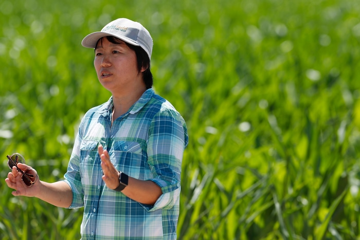 (David Zalubowski | AP Photo) In this Thursday, July 11, 2019, photograph, United States Department of Agriculture Huihui Zhang at a research farm northeast of Greeley, Colo. Researchers are using drones carrying imaging cameras over the fields in conjunction with stationary sensors connected to the internet to chart the growth of crops in an effort to integrate new technology into the age-old skill of farming.