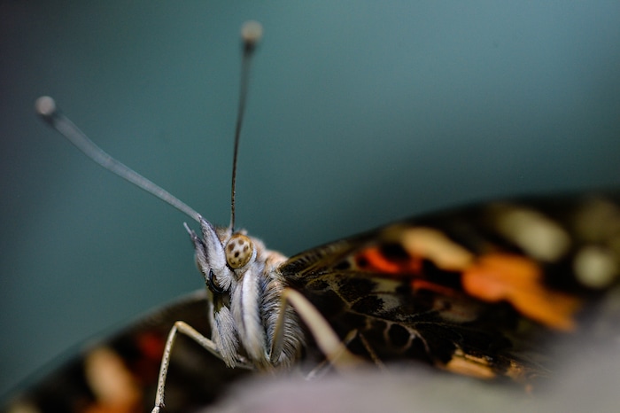 (Francisco Kjolseth  |  The Salt Lake Tribune)  The Loveland Living Planet Aquarium gets ready to put on display 650 Painted Lady butterflies as part of their Journey to South America gallery which opens to the public on Friday. In the Spring they plan to add more species to the exhibit.