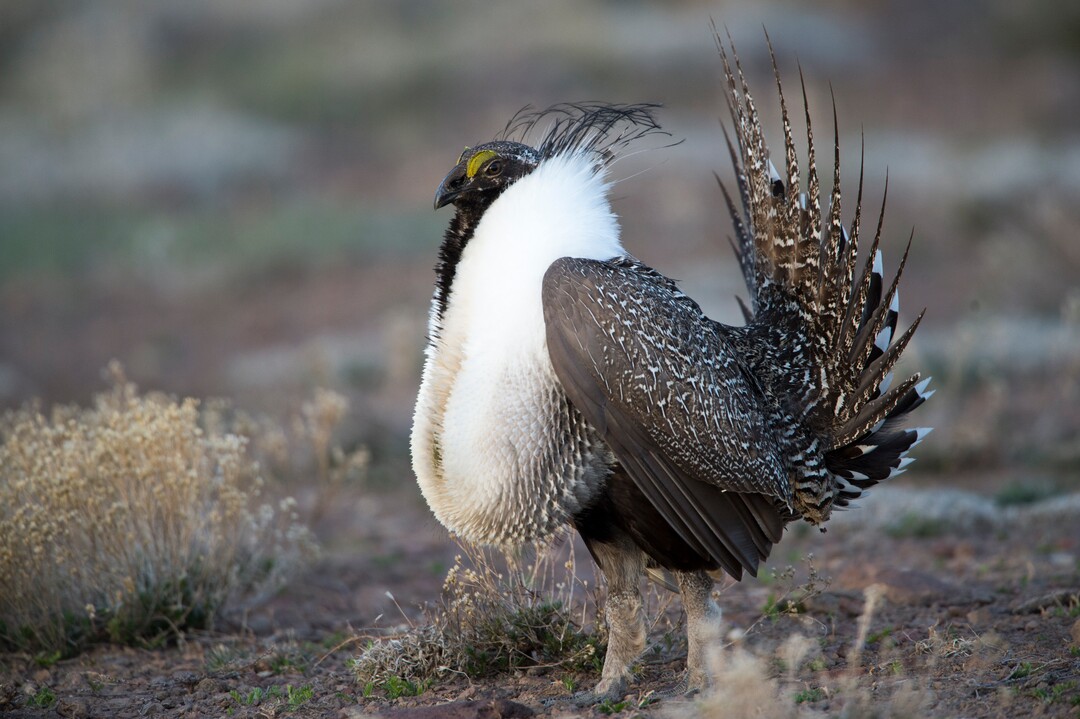 Rick Egan  |  The Salt Lake TribuneA Sage-Grouse walks on a lek in the Parker Mountain area, near Loa, Utah, Friday, April 22, 2016.