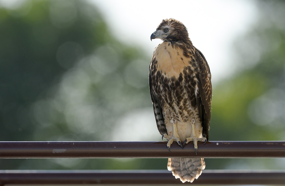(Francisco Kjolseth  |  The Salt Lake Tribune)  A young red-tailed hawk perches on a railing of a large warehouse in an industrial area of  Salt Lake City, about 100 yards from its nest.