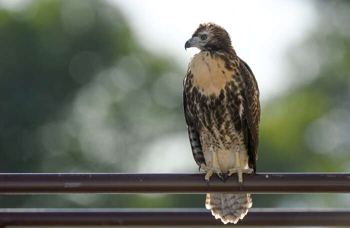 (Francisco Kjolseth | The Salt Lake Tribune) A young red-tailed hawk perches on a railing of a large warehouse in an industrial area of Salt Lake City, about 100 yards from its nest.