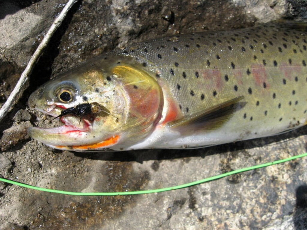 (Courtesy Utah Division of Wildlife Resources) At an upcoming clinic, students will learn how to catch trout using lures that imitate flies and other insects.