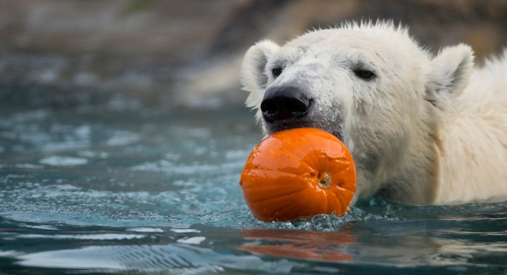 (Jeremy Harmon  |  Tribune file photo) Nora the polar bear plays with a small pumpkin as animals at Salt Lake City's Hogle Zoo were fed Thanksgiving treats on Thursday, November 23, 2017. Nora is recovering after breaking a leg.