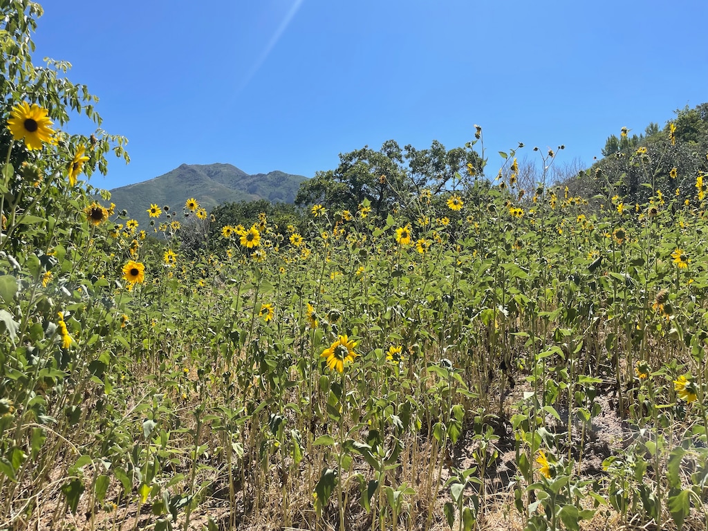 (Marcie Young Cancio | Amplify Utah) Native to Utah, the hearty common sunflower — like this field at Parley’s Historic Nature Park — thrive in both mountainous and high-traffic urban areas.