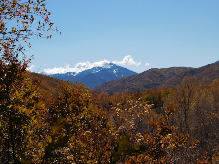 (Erin Alberty|The Salt Lake Tribune) Autumn leaves radiate color around the Cascade Springs Trail on Oct. 9, 2017 in Wasatch County.