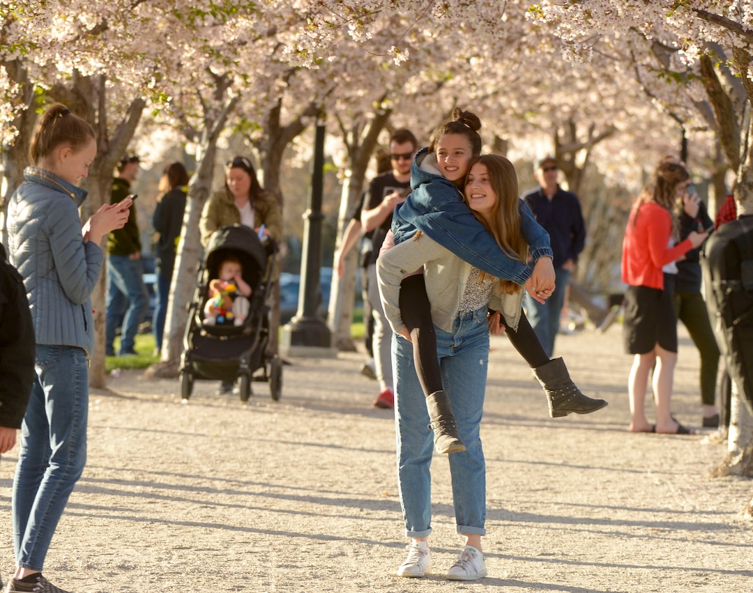 (Leah Hogsten  |  The Salt Lake Tribune) Friday's sunshine and fresh air brought many visitors to the Capitol grounds to walk under the blossoming Yoshino cherry trees that line the .7 mile Memorial Walkway encircling Capitol Hill, April 10, 2020.