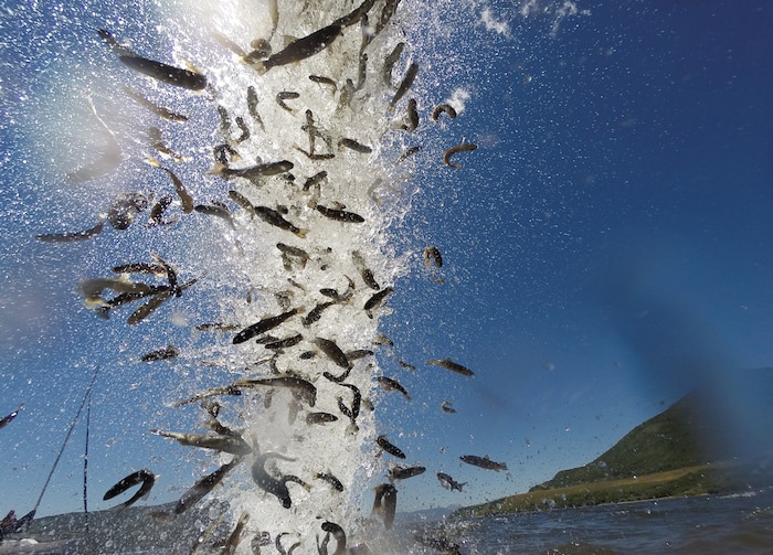 (Francisco Kjolseth | The Salt Lake Tribune) The Division of Wildlife Resources introduce around 40,000 splake, a sterile cross between lake trout and brook trout, into the Jordanelle Reservoir on Thursday, June 21, 2018. Measuring four to five inches long, splake will quickly grow and could reach adult lengths of more than two feet long as part of ongoing management plans at the reservoir that currently holds numerous other fish species.