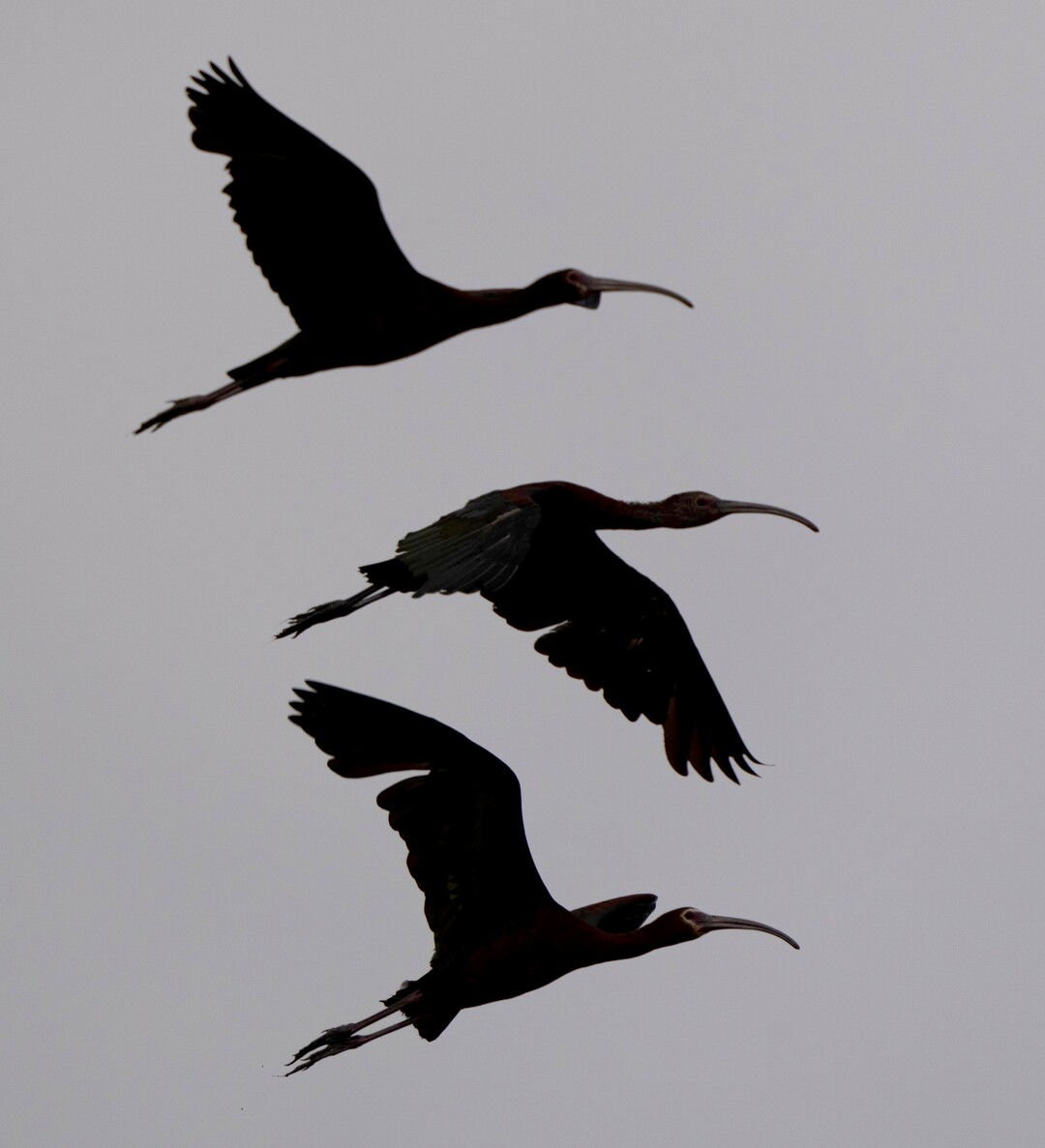 (Francisco Kjolseth | The Salt Lake Tribune) Glossy ibis are silhouetted against an overcast sky as they fly over the Bear River Migratory Bird Refuge, a 74,000-acre nature reserve in the northern Great Salt Lake on Wednesday, June 23, 2021.