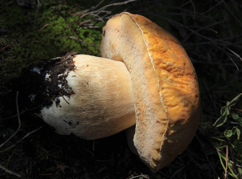 (Gabriela D’Elia) A photo of a porcini mushroom found in the Uinta-Wasatch-Cache National Forest in September 2021. A bill has been filed in the Utah Legislature to make the porcini the official state mushroom.