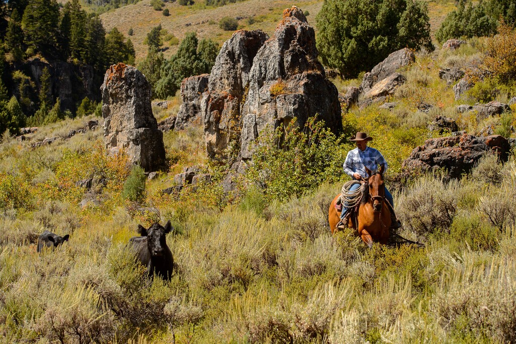 (Trent Nelson | The Salt Lake Tribune) Ranchers plan to move 1,200 head of cattle through Logan Canyon this week, including this group on Tuesday Aug. 27, 2019.