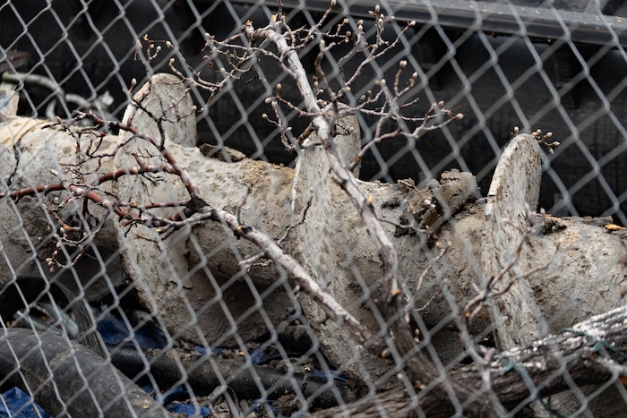 (Francisco Kjolseth | The Salt Lake Tribune) A collapsed drill rig is seen on Wednesday, March 16, 2022, at the intersection of State Street and 200 South. The rig toppled over Tuesday night at the site of the new Astra Tower, crushing two unoccupied parked cars and sending the crane operator to the hospital in serious condition.
