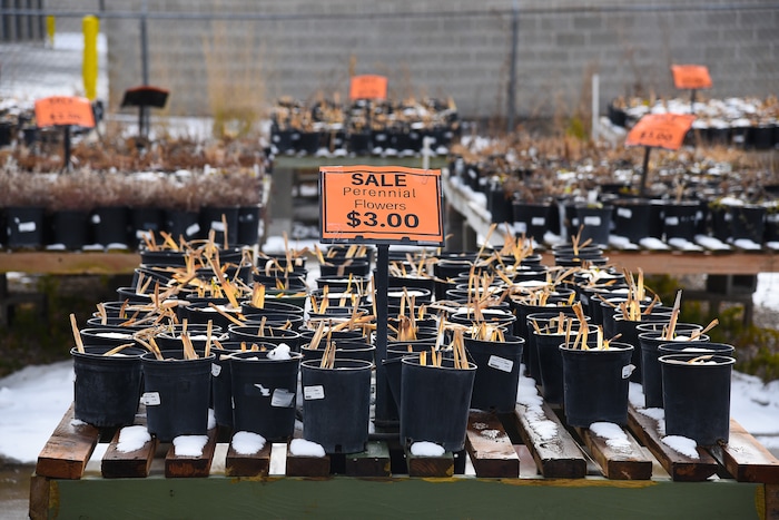 (Francisco Kjolseth  |  The Salt Lake Tribune)  Wednesday marks the official last day of business for Wasatch Shadows garden and landscape center in Sandy. After 42 years, owners, Loren and Debbie Nielsen, are retiring. They have sold the 10 acre plot, just west of the Real Soccer Stadium, to Sandy City for future development.