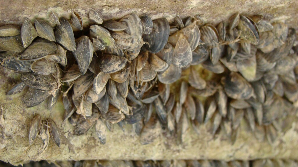(Natalie Muth | Utah Division of Wildlife Resources) Quagga mussels cling to the bottom of this boat at Lake Mead.