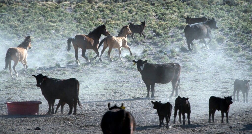 Rick Egan  |  The Salt Lake TribuneWild horses roam around with cattle on BLM land northwest of Cedar City,  Wednesday, April 23, 2014