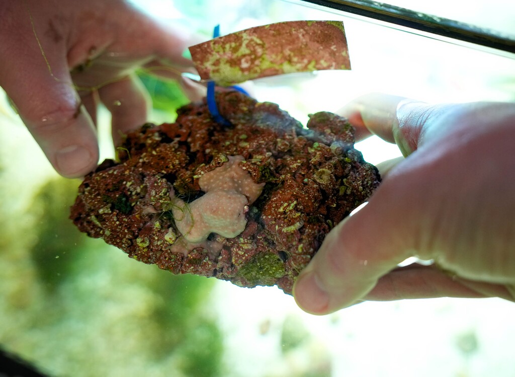 (Francisco Kjolseth | The Salt Lake Tribune) Researcher Paul Scesa holds a small coral sample attached to a rock in a small aquarium tank at the University of Utah. He and other researchers have found a way to produce a potential anti-cancer compound found in coral.