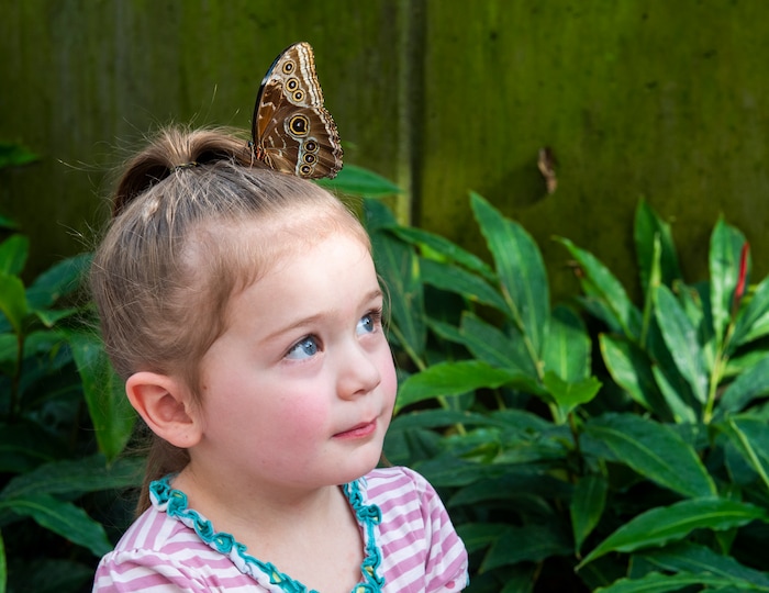 (Rick Egan  |  The Salt Lake Tribune)     
A butterfly lands on the head of 4-year-old Maycee Barker, at the Butterfly Biosphere at  Thanksgiving Point’s Water Tower Plaza in Lehi. Tuesday, Jan. 22, 2019.  The Butterfly Biosphere is home to more than a thousand butterflies from around the world. The exhibit also has dozens of species of butterflies.
