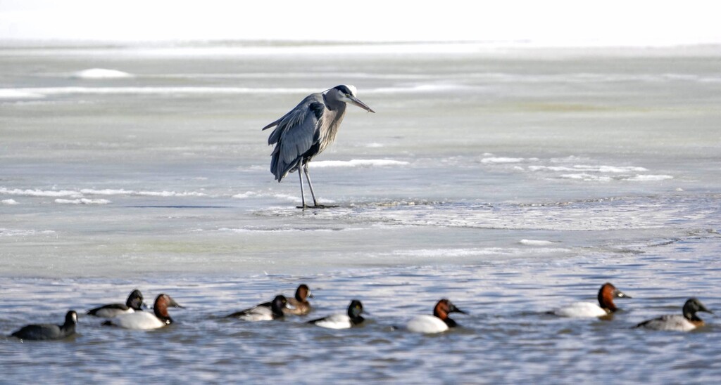 (Photo by Francisco Kjolseth) A great blue heron stands watch alongside other water fowl at Farmington Bay on Tuesday, Feb. 7, 2023.