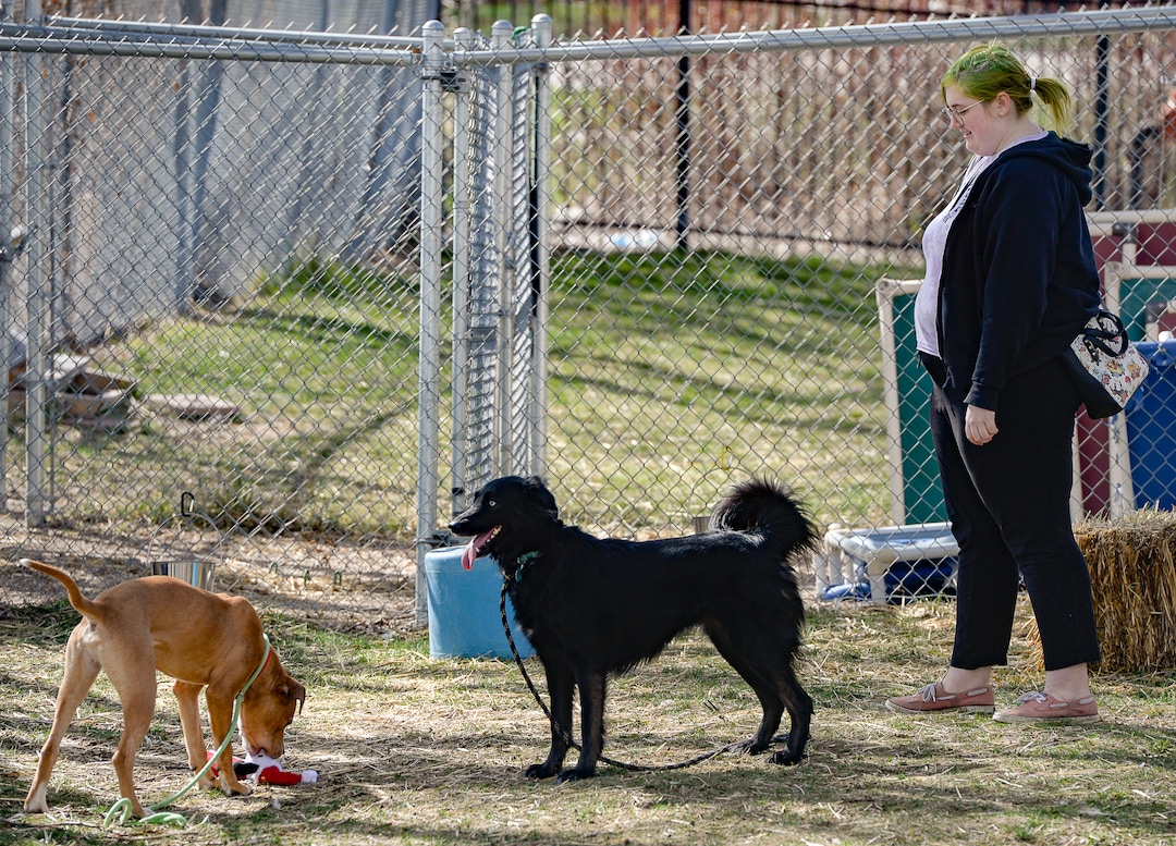 (Francisco Kjolseth  |  The Salt Lake Tribune) Asti Manning of Magna and her current dog Amy, meet Red for the first time at the West Valley City Animal Shelter on Thursday, April 2, 2020, for a dog-to-dog introduction as shelter staff maintain their distance due to COVID-19. Many shelters are experimenting with new ways to connect animals to potential owners without allowing people into the shelter. Despite numerous restrictions, adoption numbers seem to be up.
