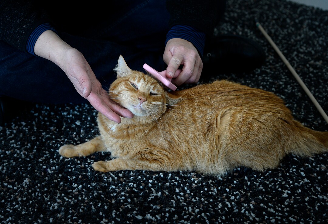 (Scott Sommerdorf   |  The Salt Lake Tribune)   Melissa Davis pets one of the cats at Tinker’s Cat Cafe on 900 South in Salt Lake City on Thursday, Nov. 2, 2017.