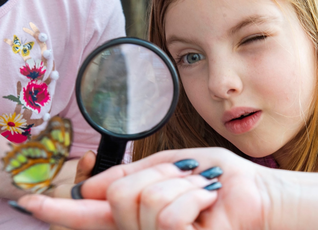 (Rick Egan  |  The Salt Lake Tribune)     Chloe Parker, 6 looks at a butterfly at the Butterfly Biosphere at Thanksgiving Point’s Water Tower Plaza in Lehi. Tuesday, Jan. 22, 2019.  The Butterfly Biosphere is home to more than a thousand butterflies from around the world.  