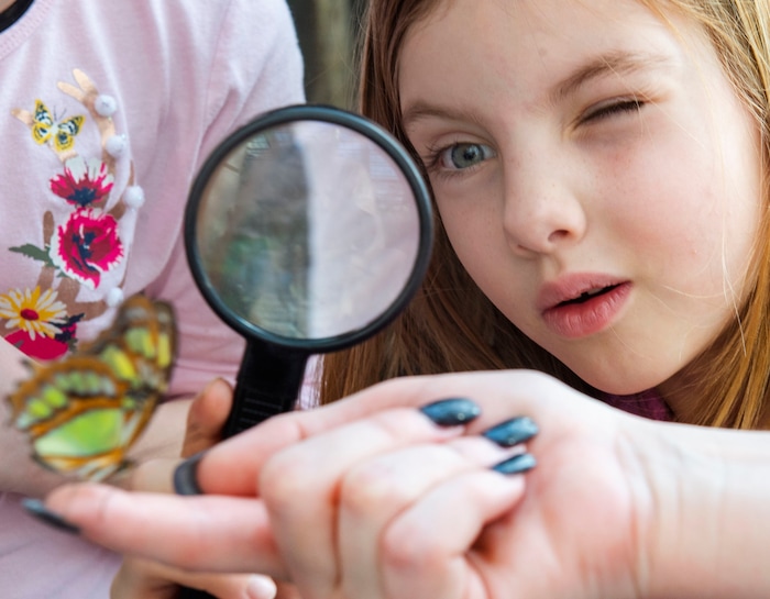 (Rick Egan  |  The Salt Lake Tribune)     
Chloe Parker, 6 looks at a butterfly at the Butterfly Biosphere at Thanksgiving Point’s Water Tower Plaza in Lehi. Tuesday, Jan. 22, 2019.  The Butterfly Biosphere is home to more than a thousand butterflies from around the world.  