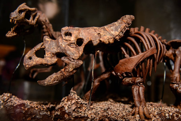 (Trent Nelson | The Salt Lake Tribune)
The 2018 Chocolate & Cheese Festival at the Natural History Museum of Utah in Salt Lake City, Sunday March 25, 2018. Alex Walton's sculptures made of chocolate.