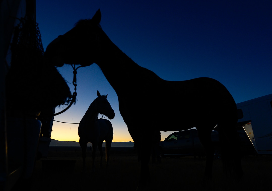 (Francisco Kjolseth  |  The Salt Lake Tribune)  Horses feed at first light in preparation for the 33rd annual Bison Roundup, Saturday, Oct. 26, 2019, on Antelope Island, a state park located near Syracuse in Davis County. Every year Utah wildlife and parks officials move the animals from across the island so they can be weighed, tagged and given health screenings.