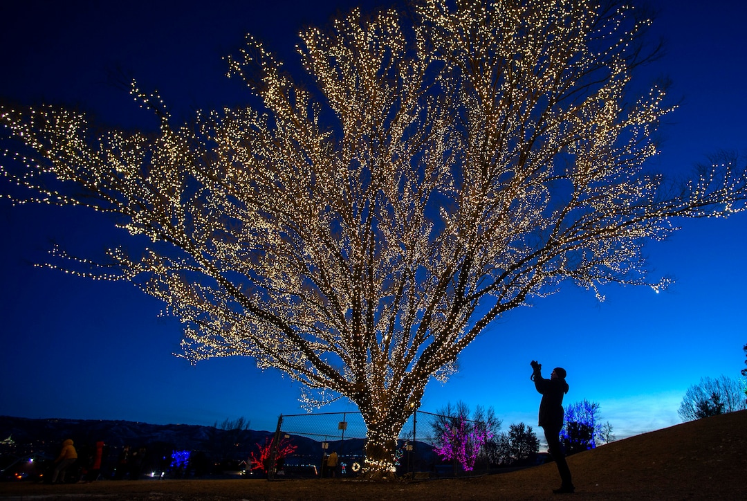 (Rick Egan | The Salt Lake Tribune) The largest willow tree at Draper City Park glows with more than1,000 strands of lights, creating what they call The Tree of Life on Thursday, Dec. 24, 2020.