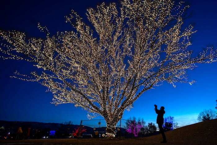 (Rick Egan | The Salt Lake Tribune) The largest willow tree at Draper City Park glows with more than1,000 strands of lights, creating what they call The Tree of Life on Thursday, Dec. 24, 2020.