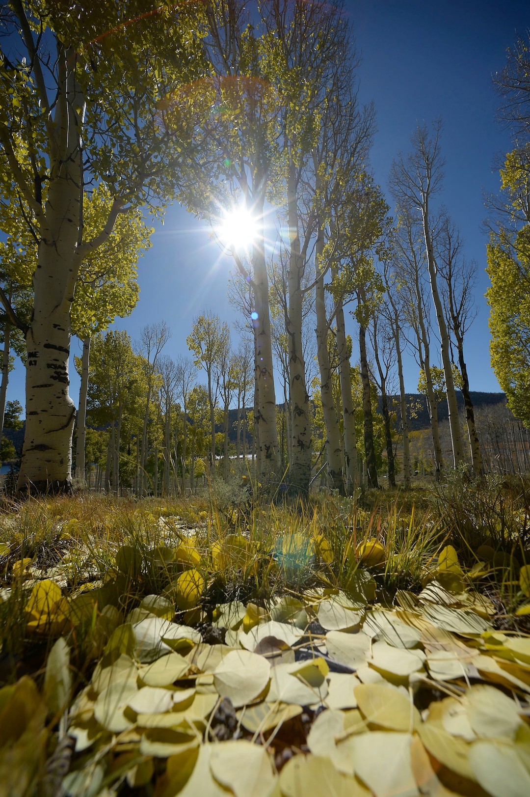 (Al Hartmann  |  The Salt Lake Tribune)     
At 106 acres, Pando is the largest known aspen clone, and the most massive living thing known on earth. Its trees are united by a single root system. Scientists say deer are voraciously eating Pando's new sprouts, preventing the clone from regenerating. It could deteriorate beyond recovery in less than 20 years, they warn.