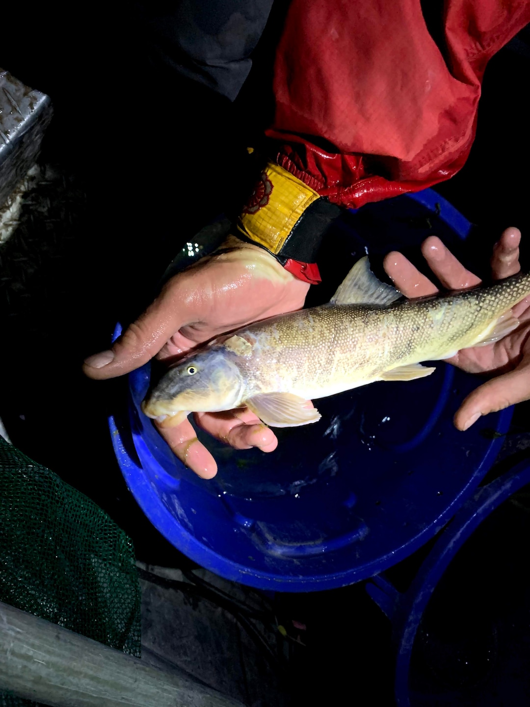 (Judy Fahys  |  InsideClimate News) Grand Canyon research teams monitor native and non-native fish to help understand the overall health of the Colorado River and the national park ecology. A night of electrofishing at one site last year netted just six fish, including this bluemouth sucker, and none of the endangered humpback chub theyÕd hoped to find.