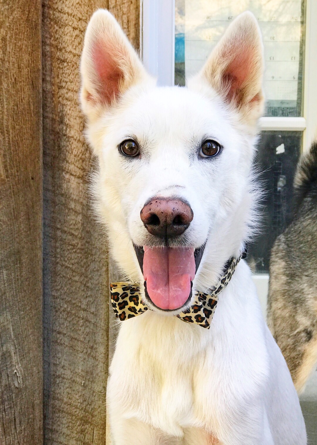 (Courtesy of Salt Lake County Animal Services)  Salt Lake County PAWlitical candidate Sputnik